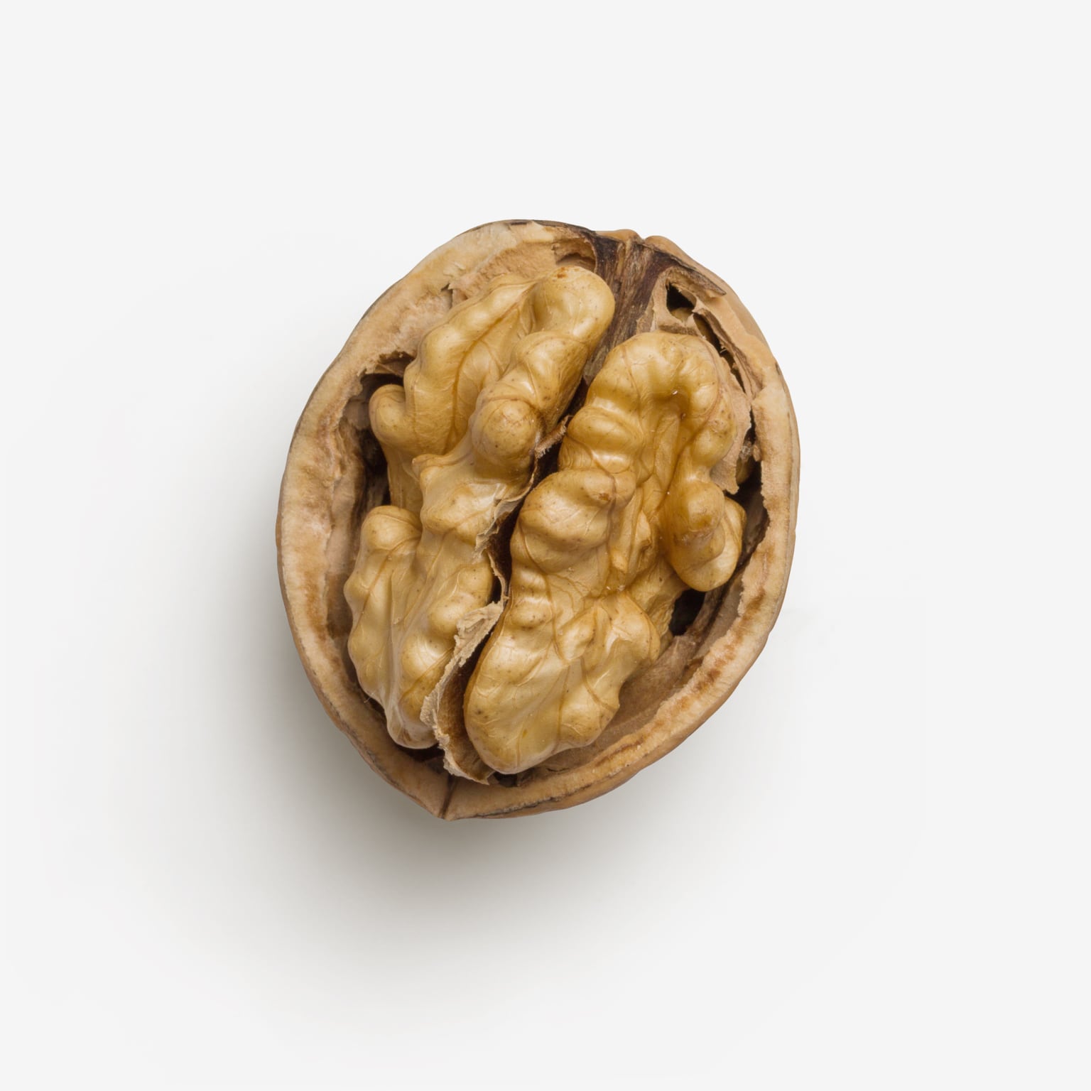 Walnut graphic asset