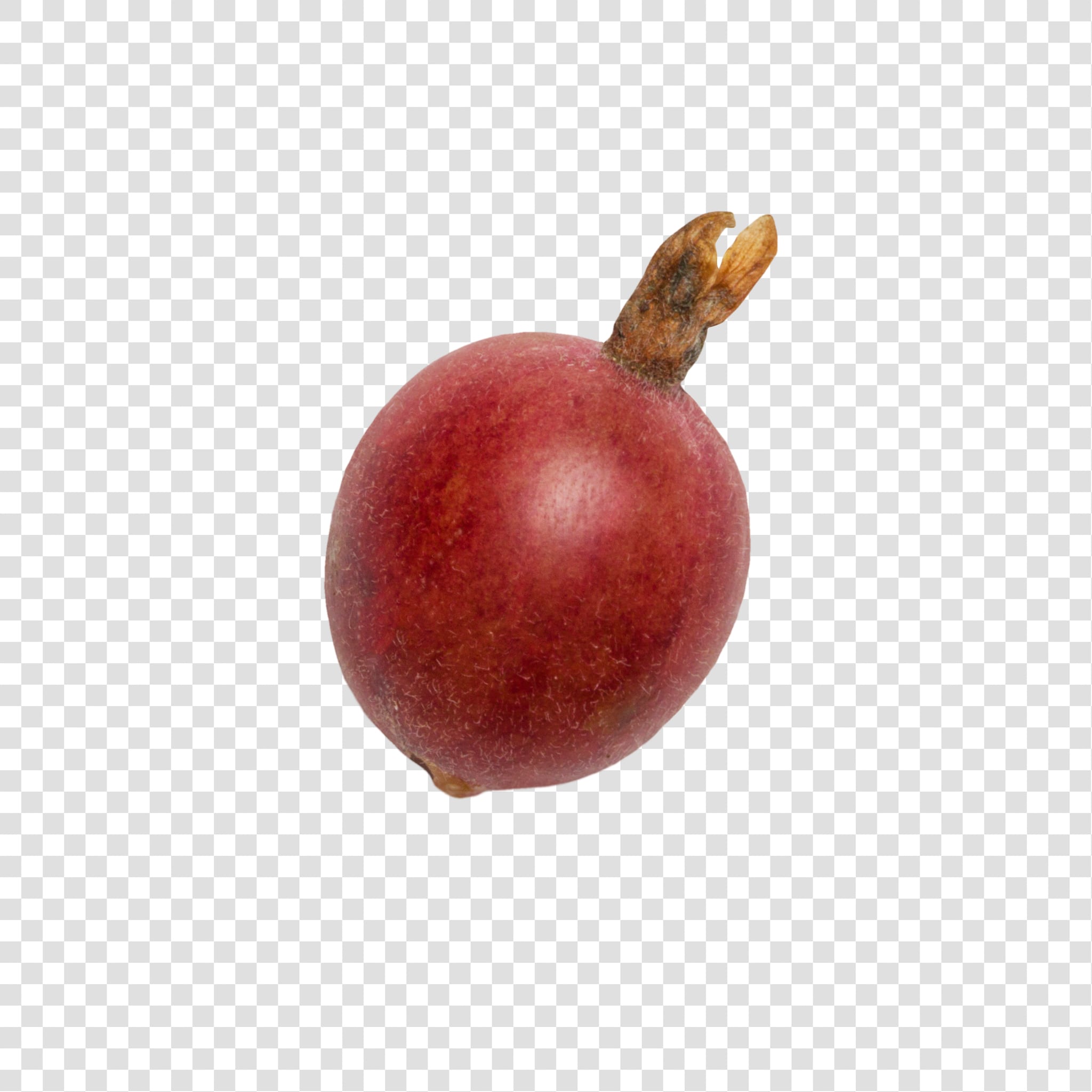 Gooseberry image with transparent background