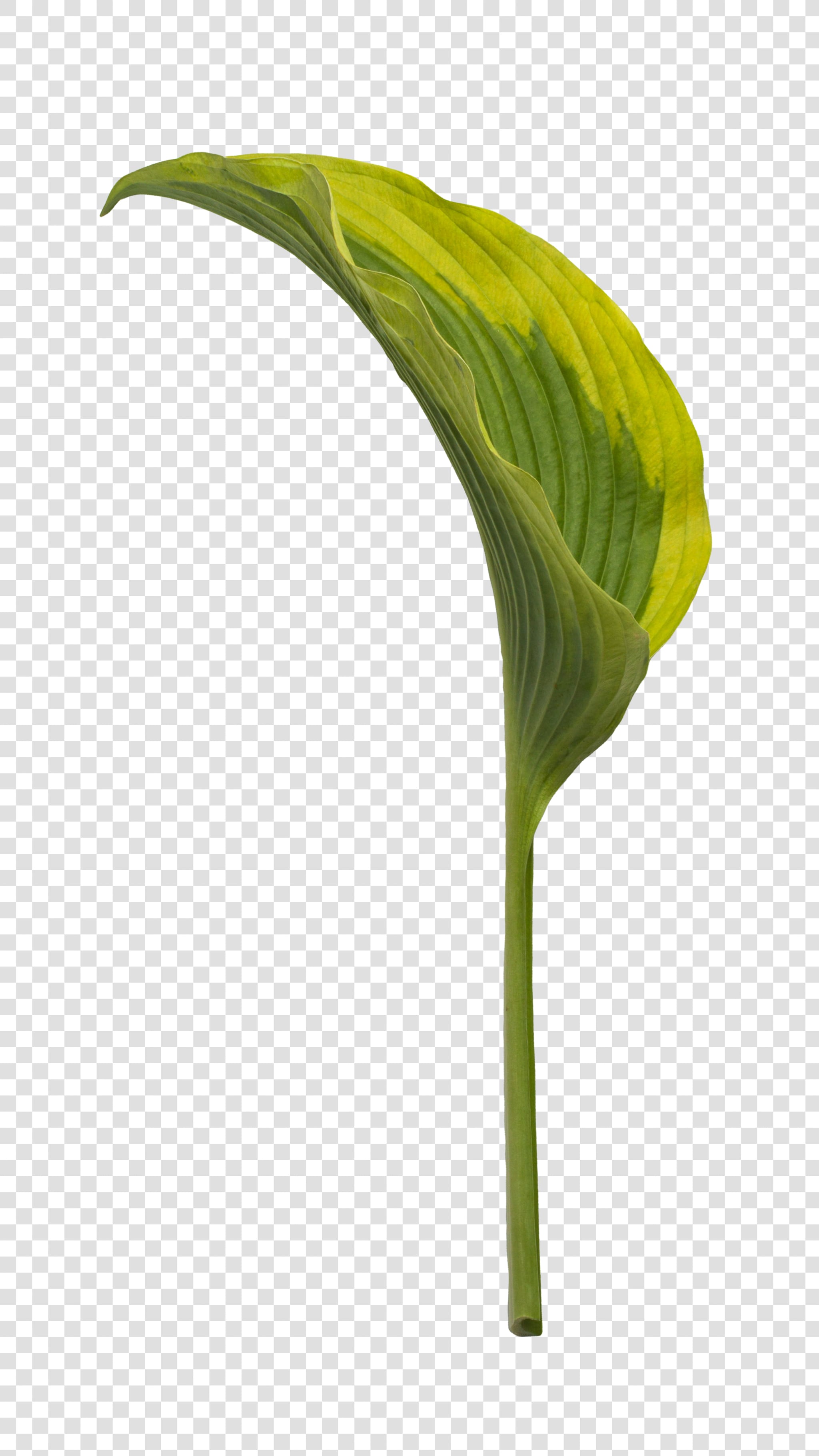 Leaf PSD layered image