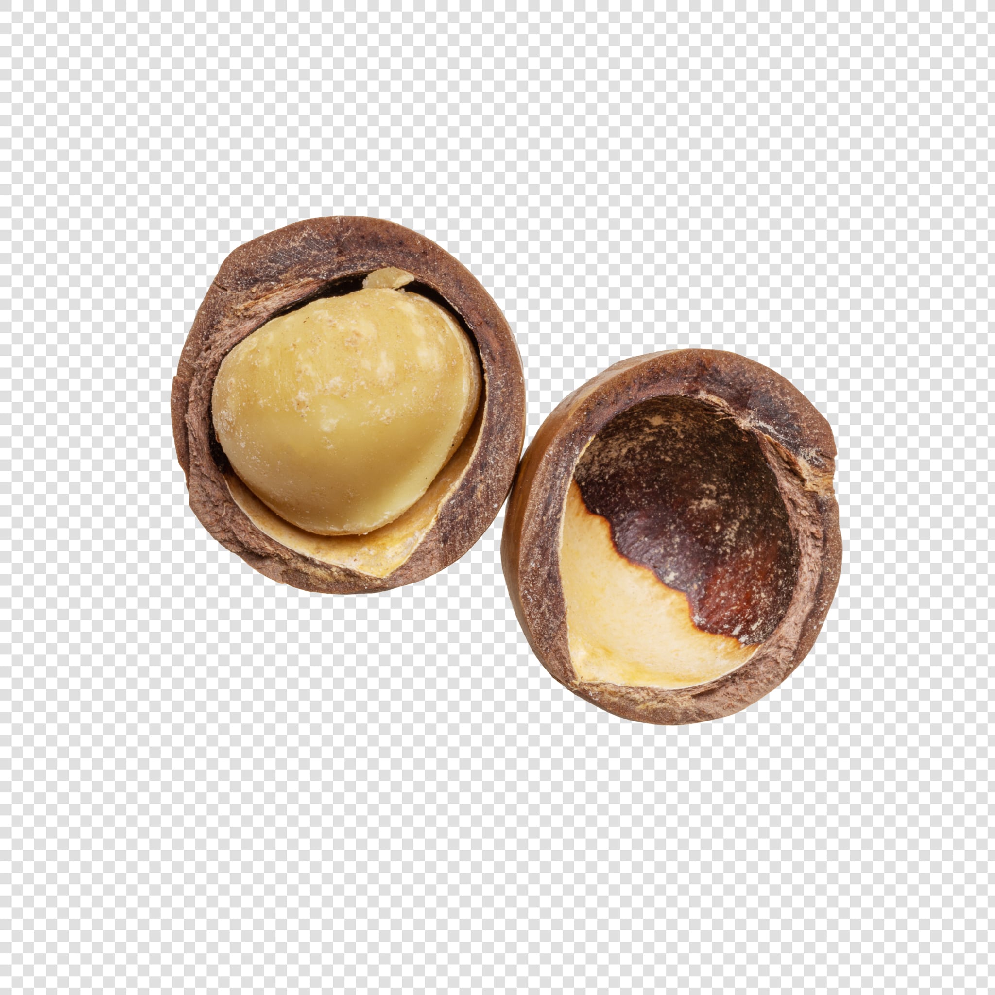 Clean Isolated PSD image of Macadamia on transparent background with separated shadow