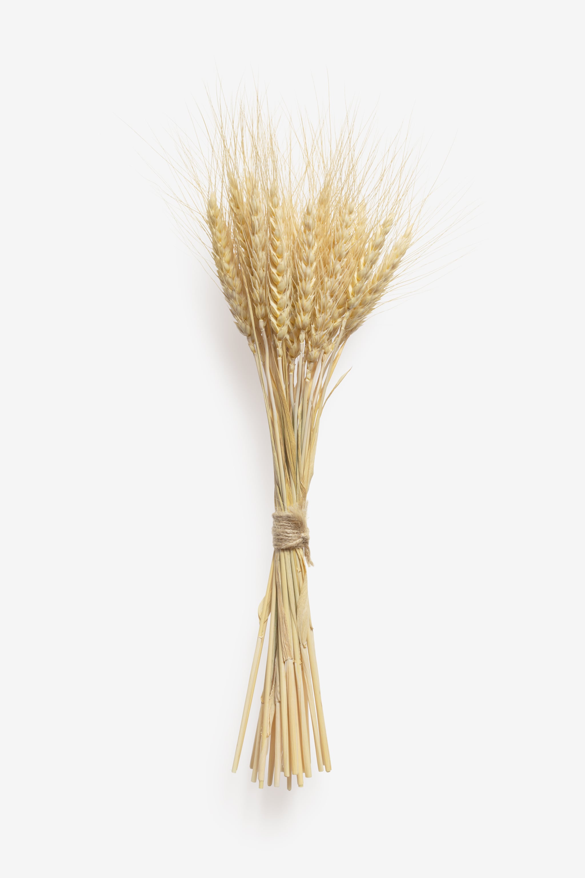 Clean Isolated PSD image of Spikelet on transparent background with separated shadow
