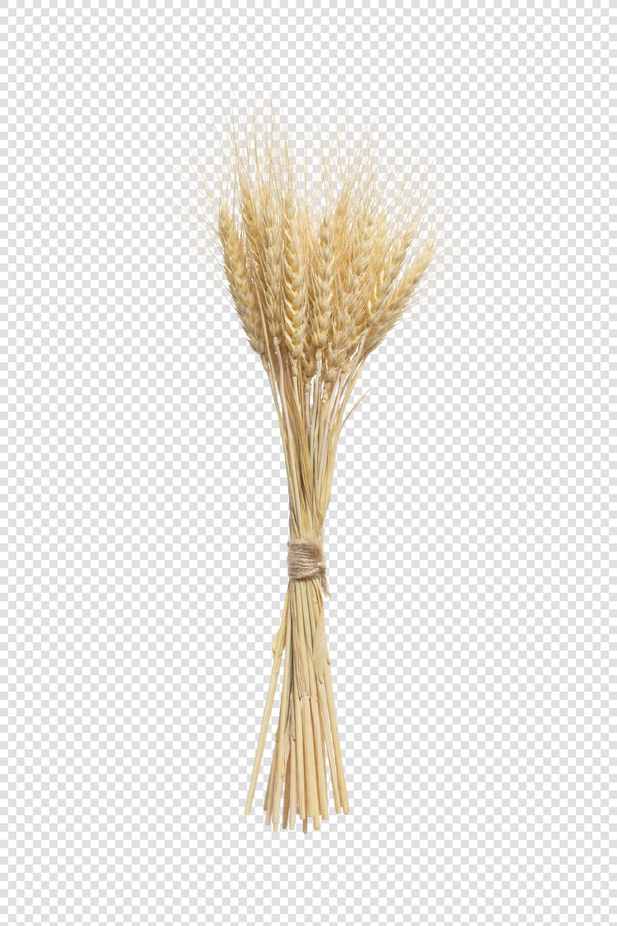 Clean Isolated PSD image of Spikelet on transparent background with separated shadow