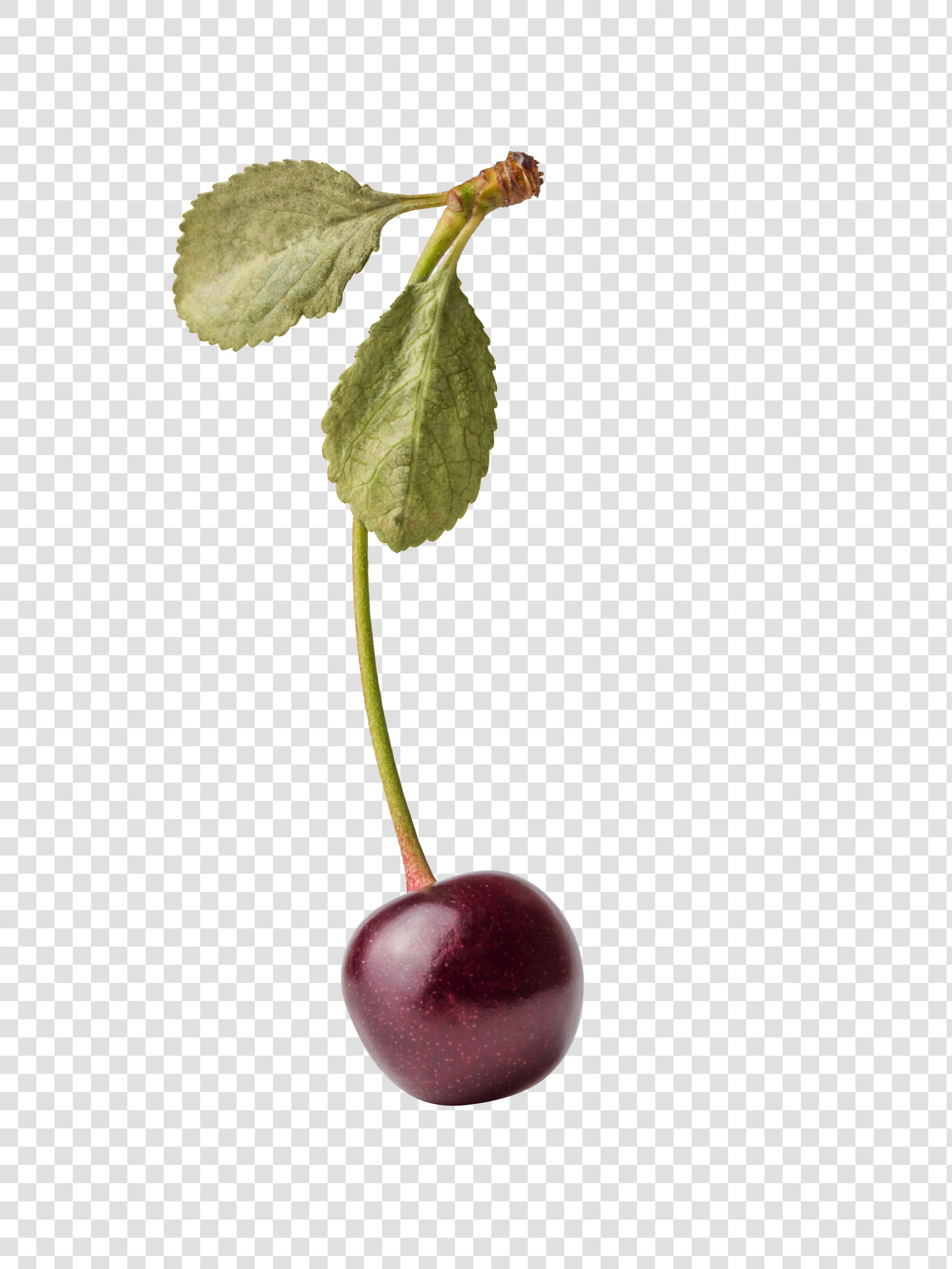 Cherry PSD layered image