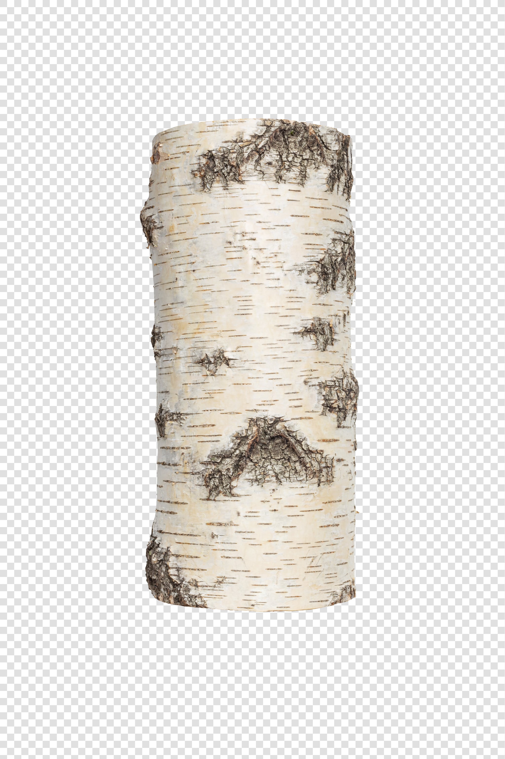 Clean Isolated PSD image of Birch log on transparent background with separated shadow