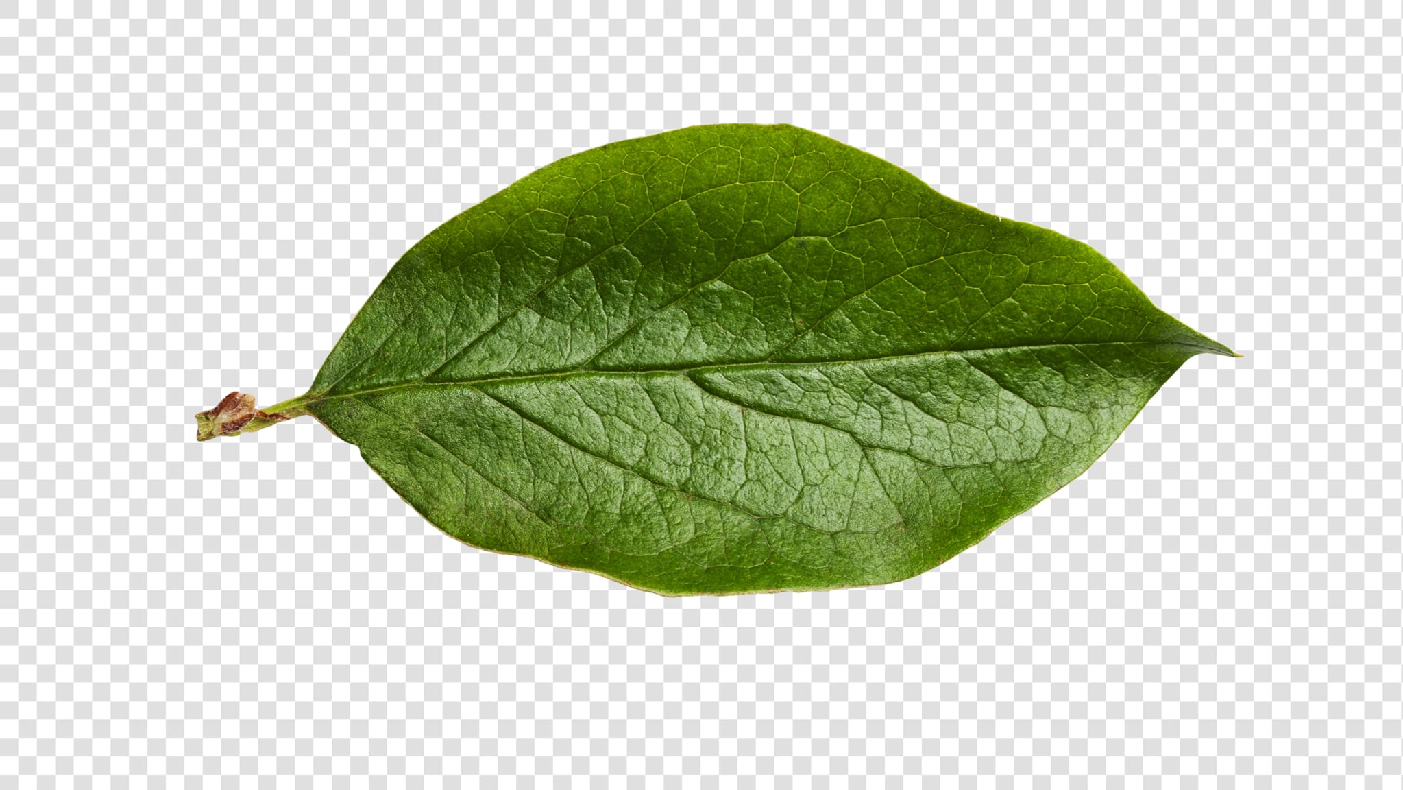 Leaf image asset with transparent background