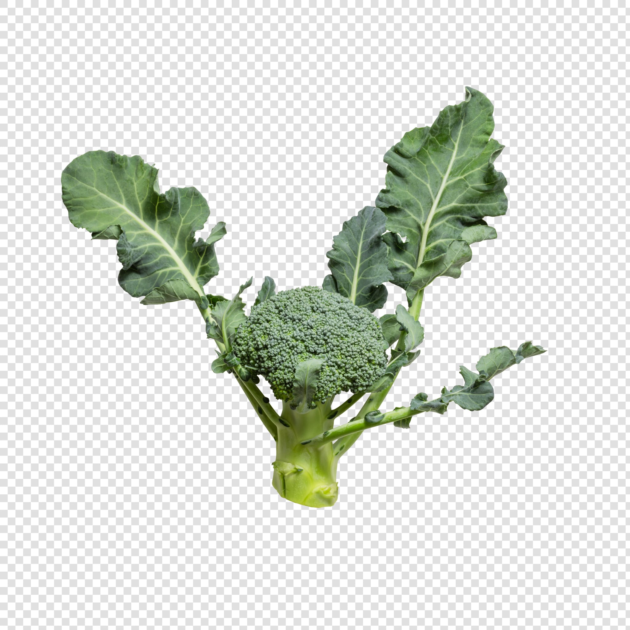 Isolated Broccoli psd image