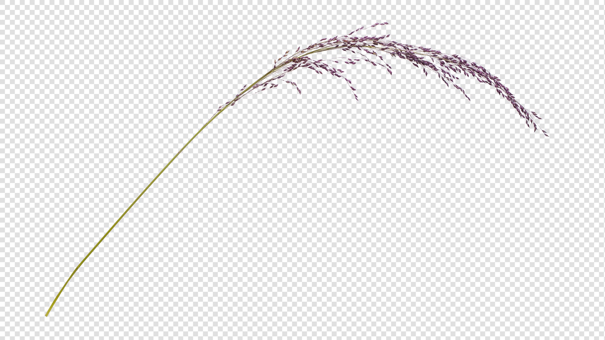 Spikelet PSD image with transparent background