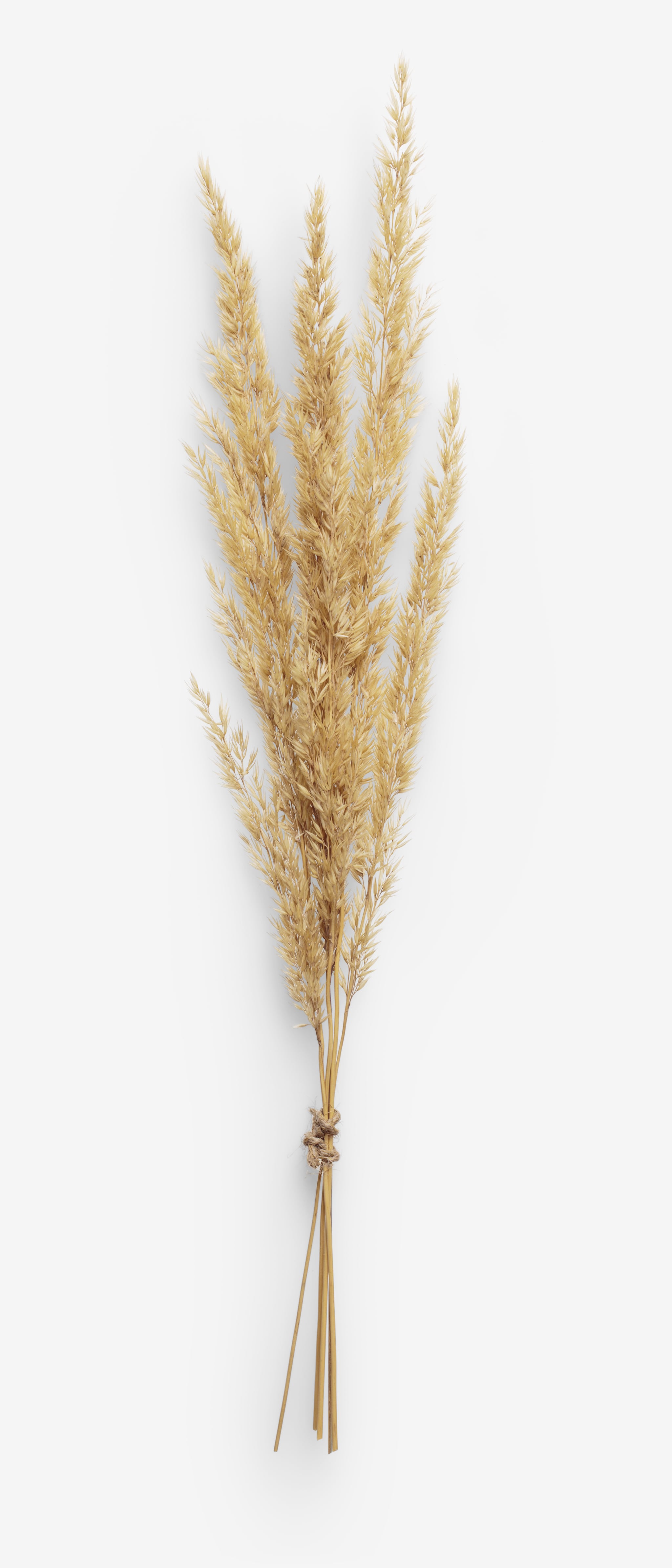 Spikelet image with transparent background