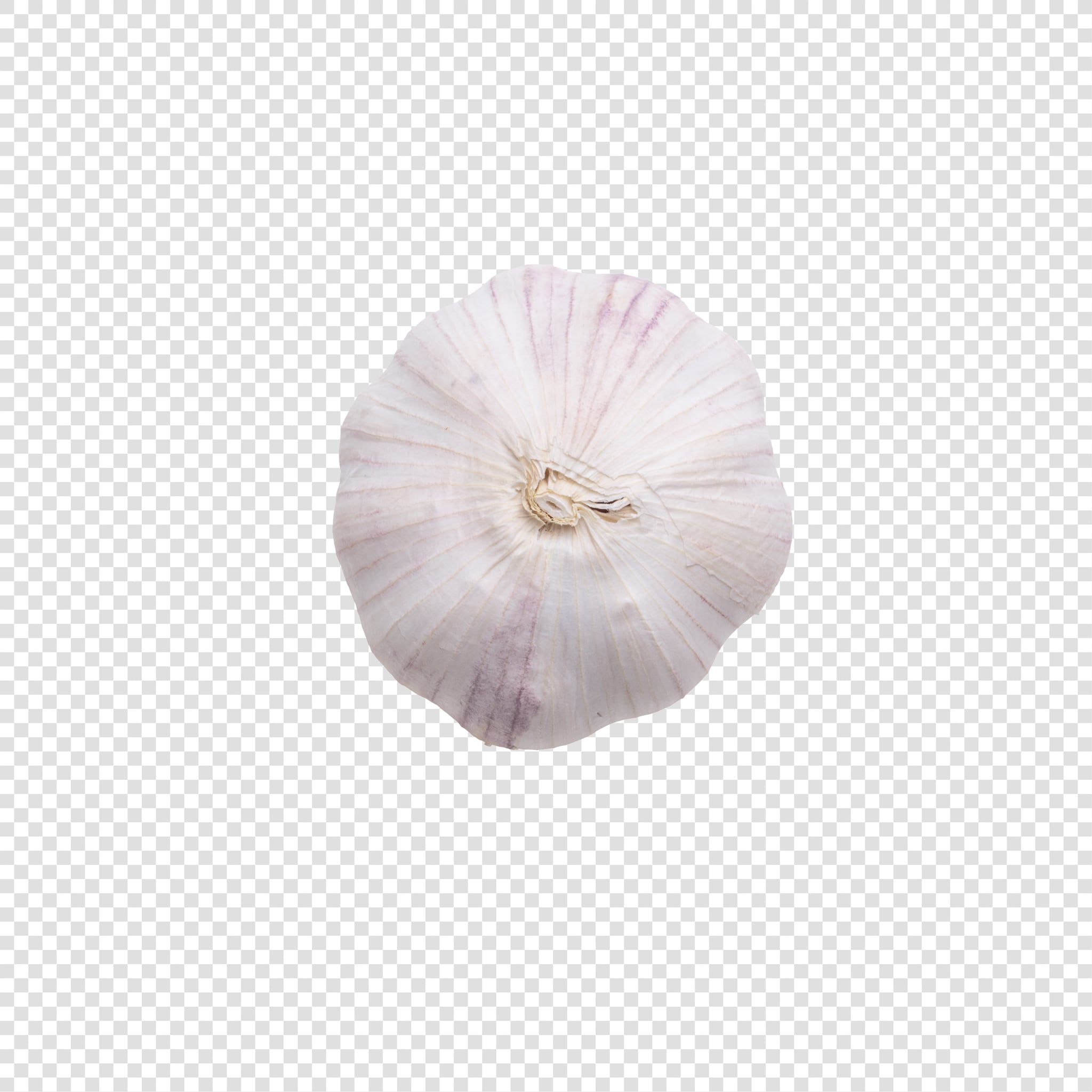 Garlic PSD isolated image