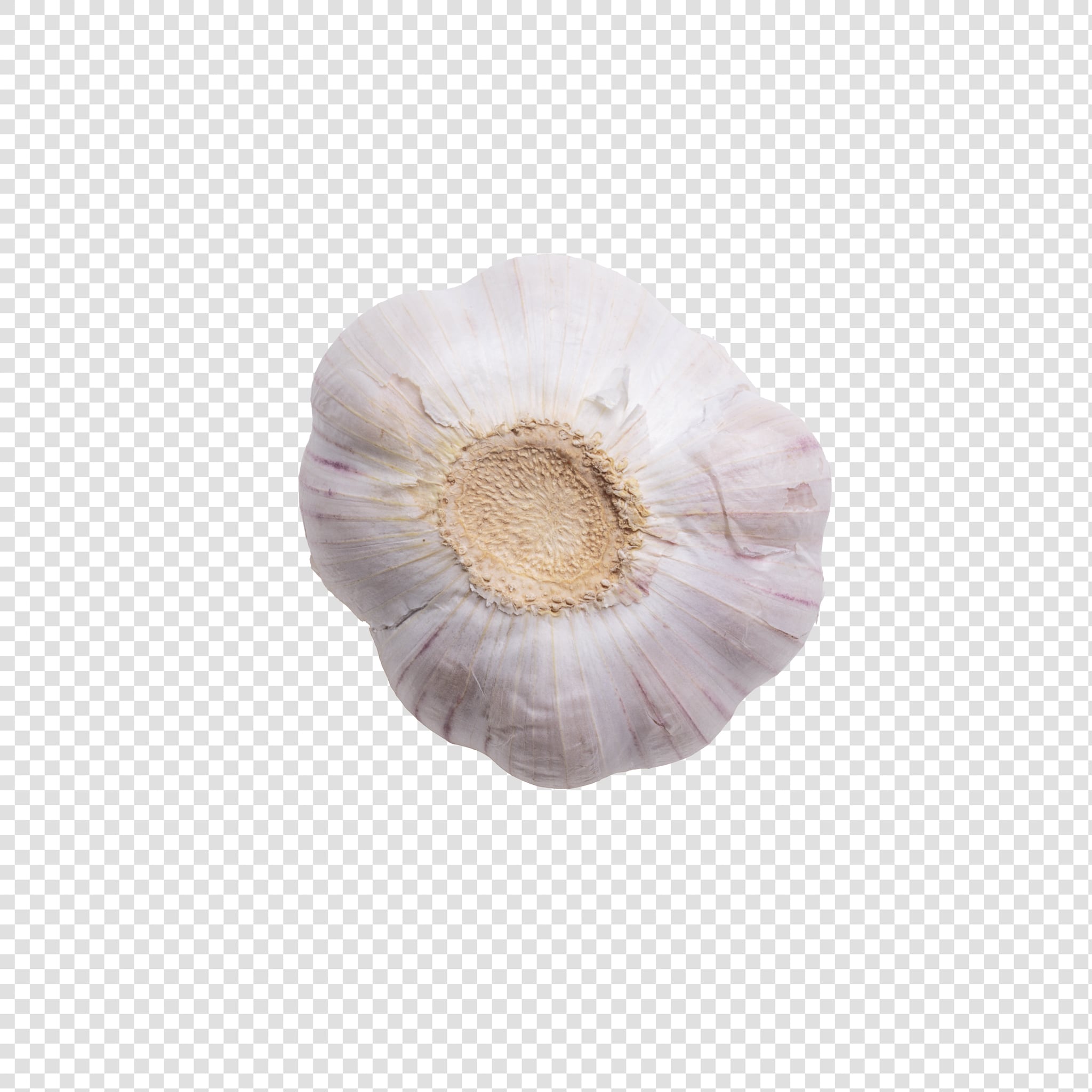 Garlic image asset with transparent background