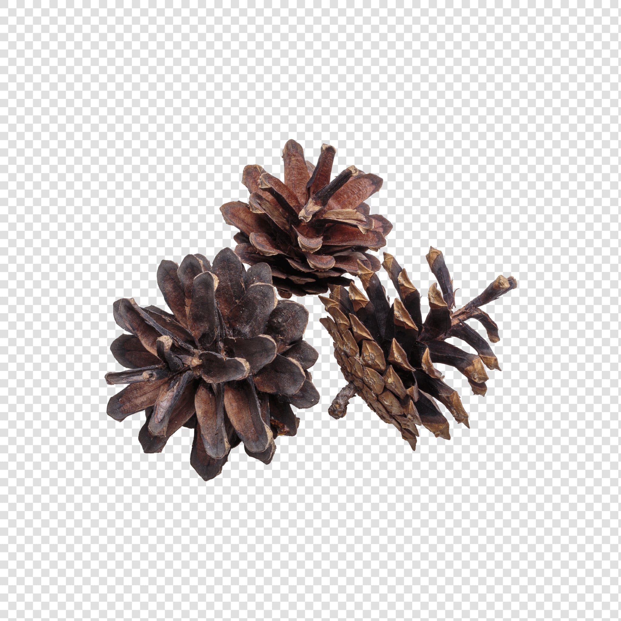 Dried flower PSD layered image