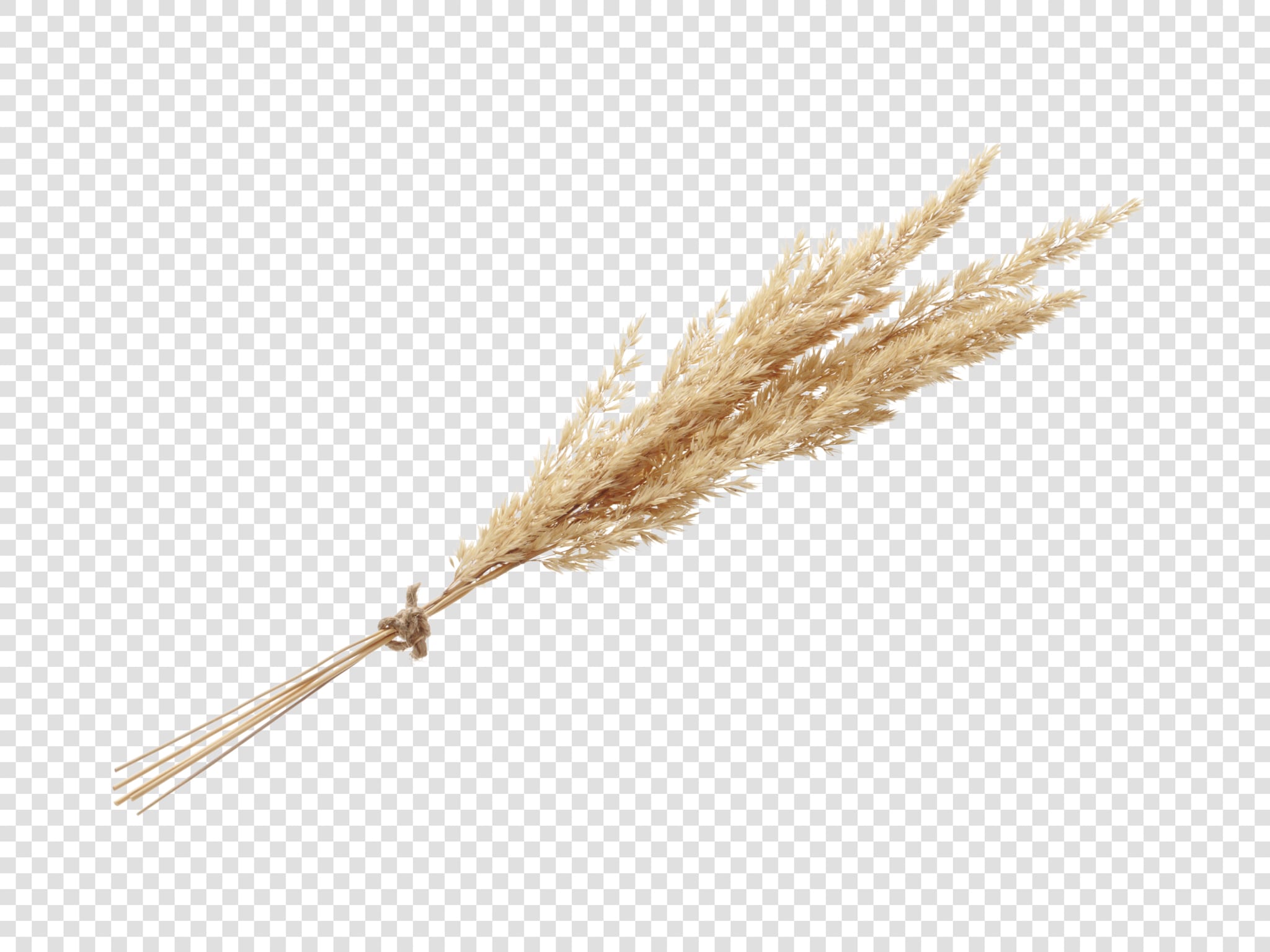 Dried flower image asset with transparent background