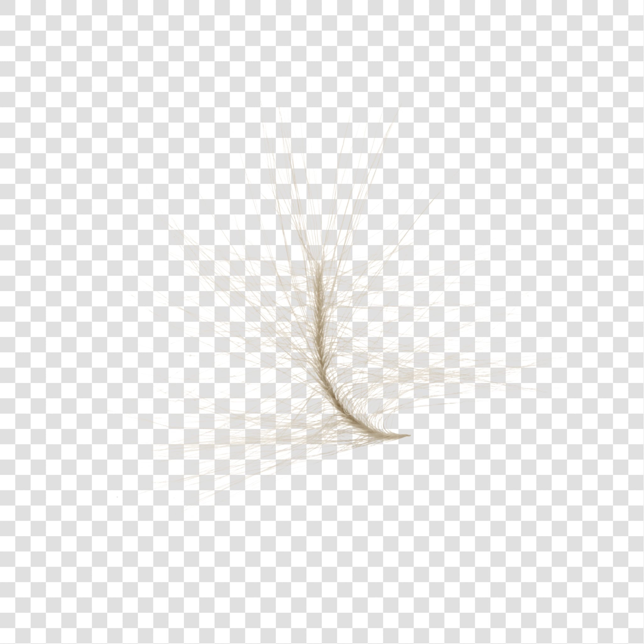 Dried flower PSD isolated image