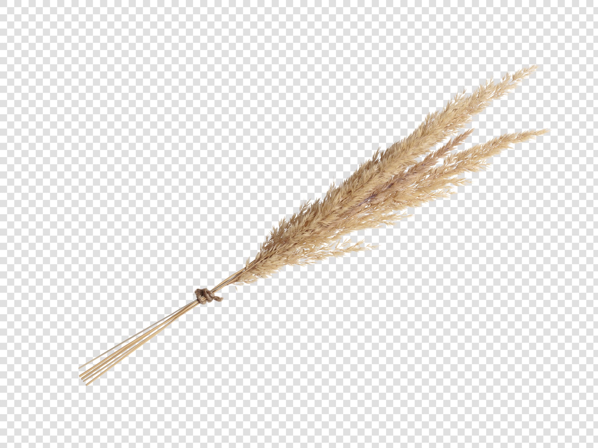 Dried flower image with transparent background