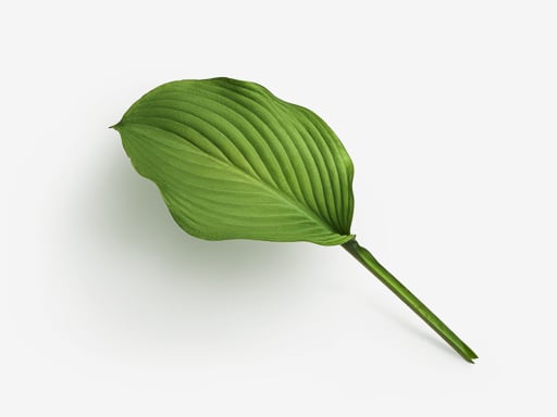 Leaf PSD isolated image