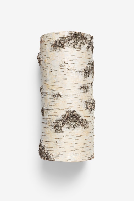 Clean Isolated PSD image of Birch log on transparent background with separated shadow